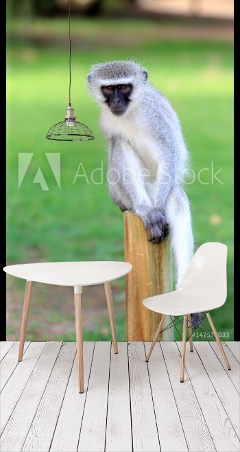 Picture of koczkodan Vervet Monkey Chlorocebus pygerythrus w parku narodowym Augrabies